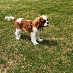 Cavalier King Charles Spaniel Welpe rex
