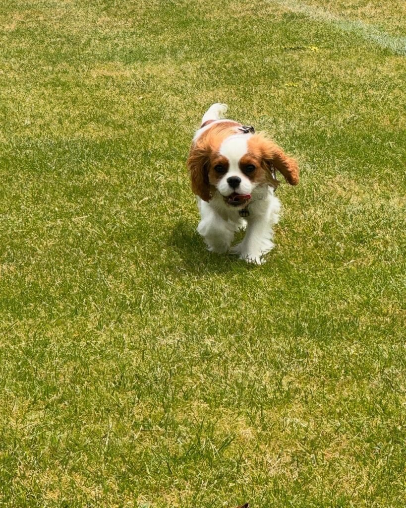 Cavalier King Charles Spaniel Welpe Luna in Braun und Weiß