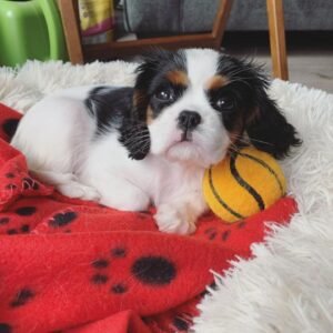 Cavalier King Charles Spaniel Welpe Charlie