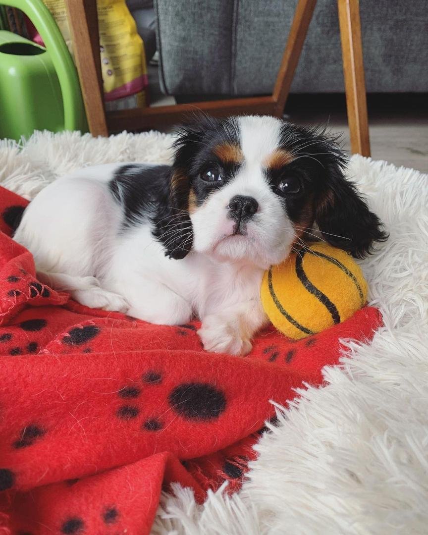 Cavalier King Charles Spaniel Welpe Charlie