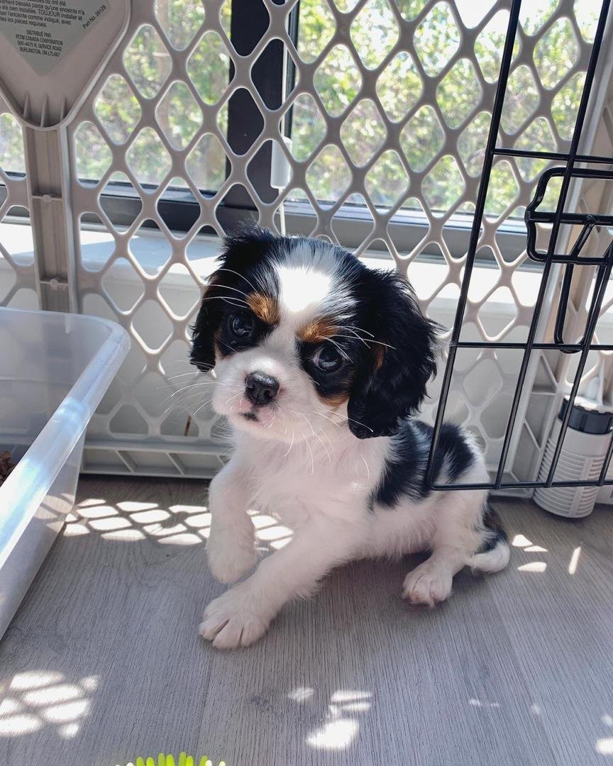 Cavalier King Charles Spaniel Welpe Charlie