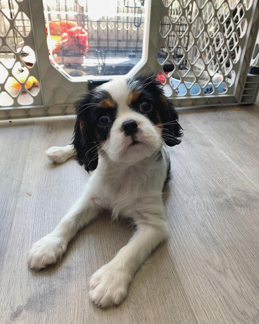 Cavalier King Charles Spaniel Welpe Charlie