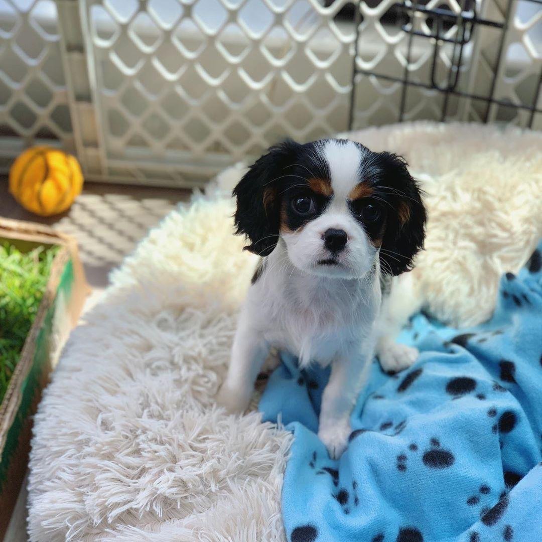 Cavalier King Charles Spaniel Welpe Charlie