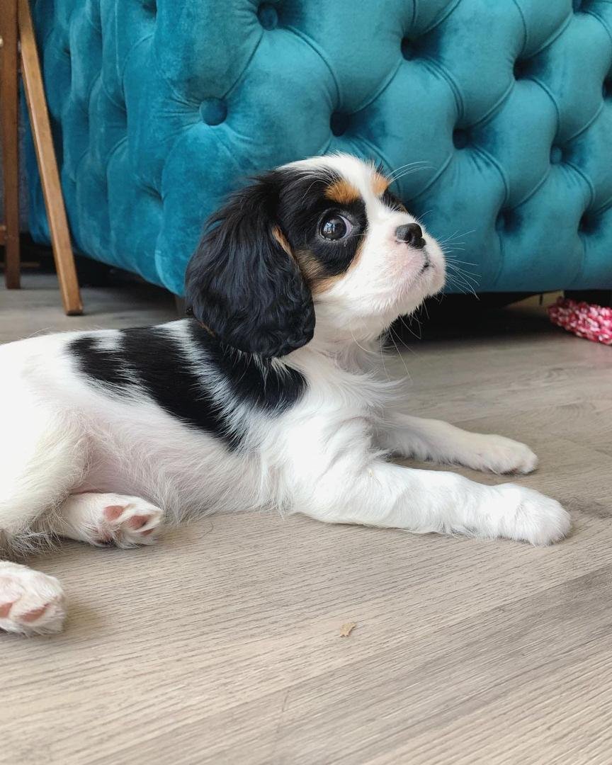 Cavalier King Charles Spaniel Welpe Charlie