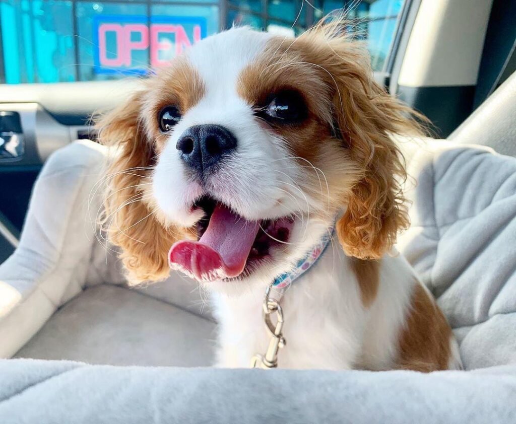 Cavalier King Charles Spaniel Welpe Bella
