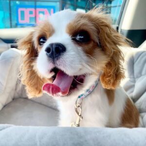 Cavalier King Charles Spaniel Welpe Bella