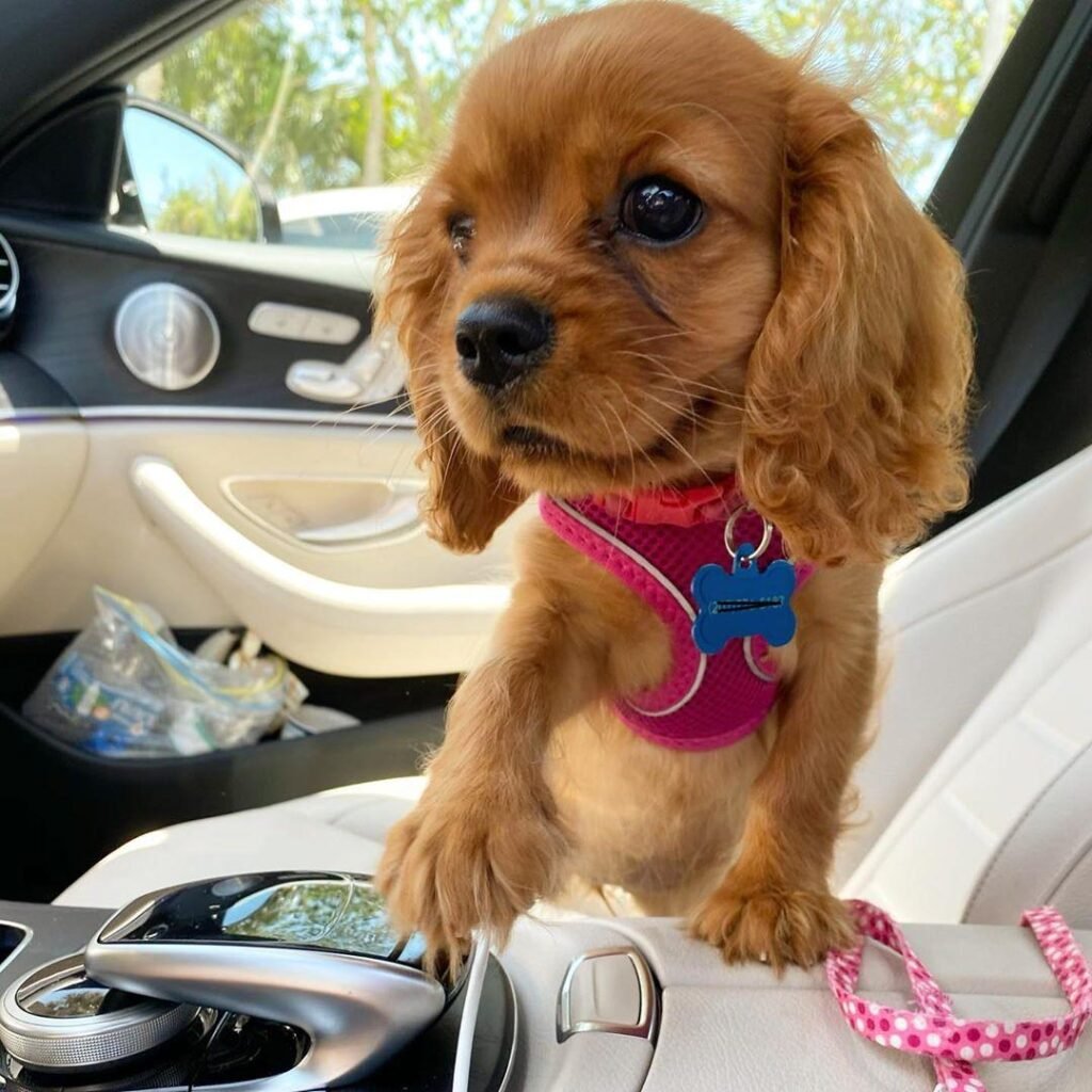 Cavalier King Charles Spaniel Welpe Maggie