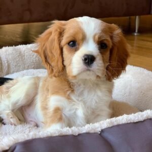 Cavalier King Charles Spaniel Welpe Milo