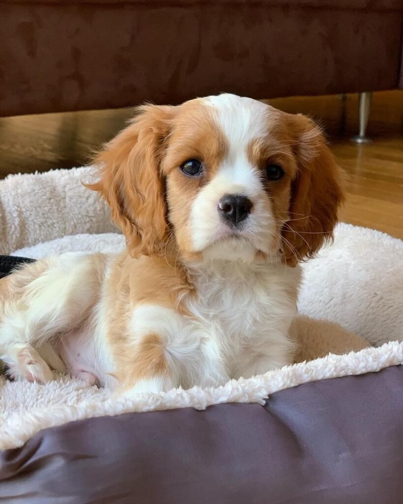 Cavalier King Charles Spaniel Welpe Milo