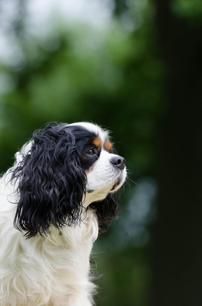 cavalier king charles spaniel, small dog, purebred dog, portrait, view, fur, tricolor