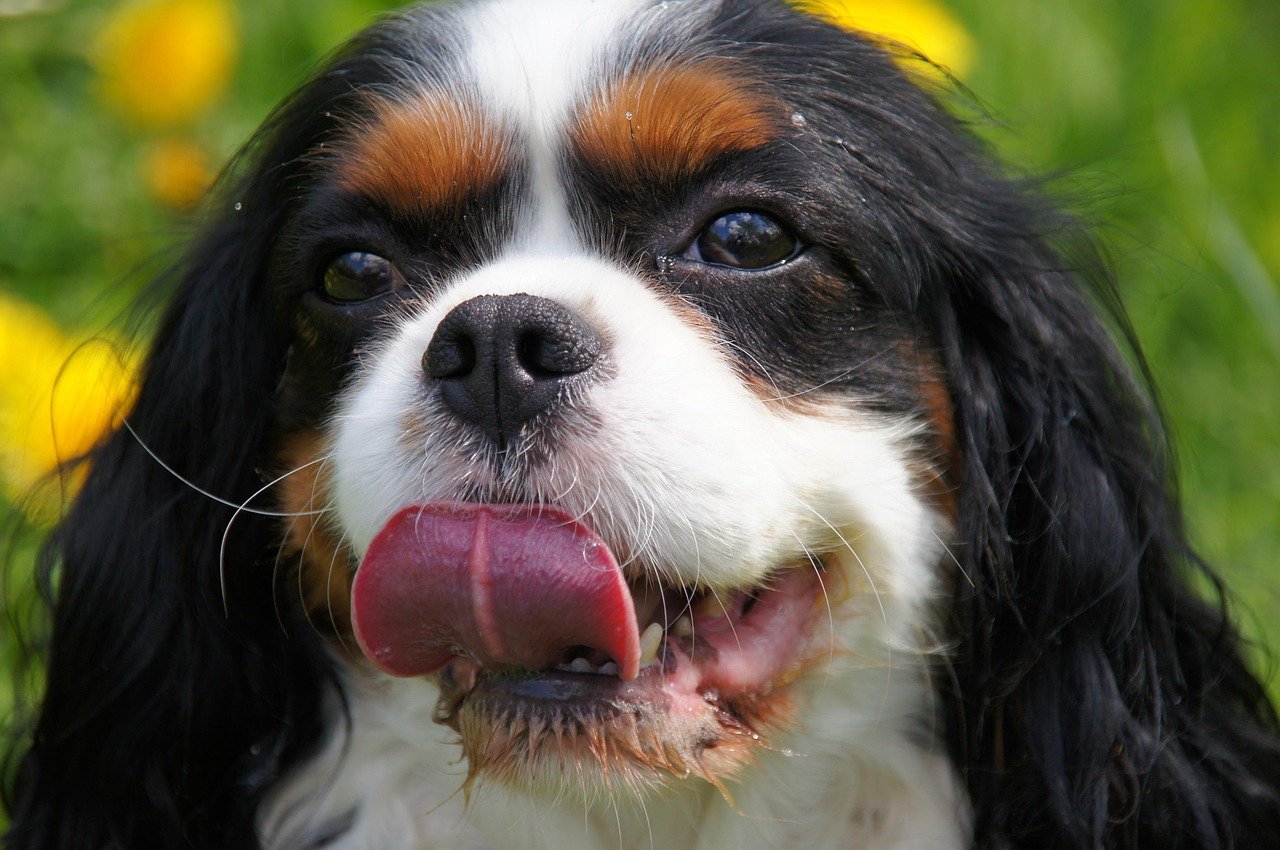 cavalier, dog, breed of dogs, cavalier king charles spaniel, cavalier dog, animal, caviś, cavalier king charles spaniel dog, spaniel, pet, royal dog