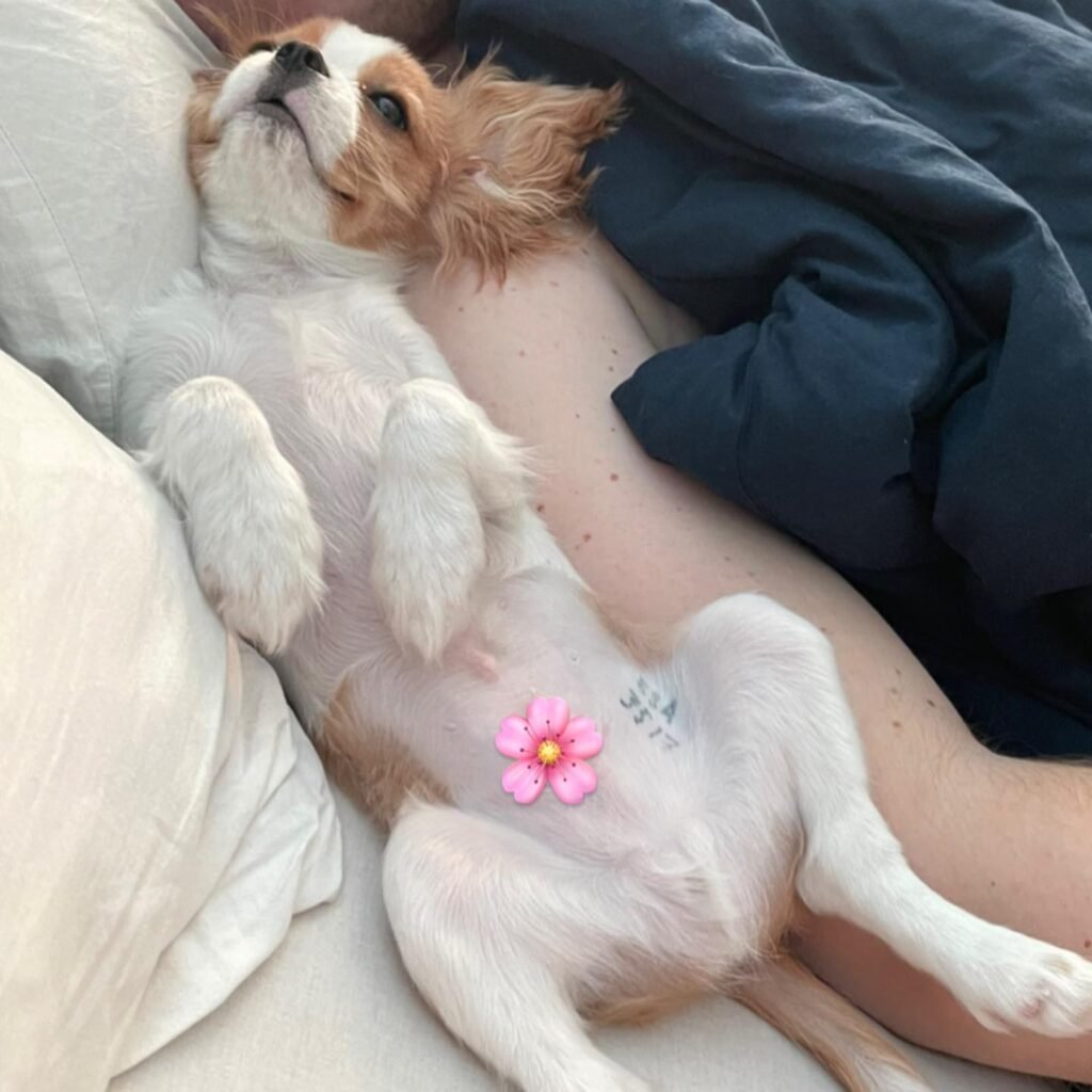 Cavalier King Charles Spaniel Welpe Amy