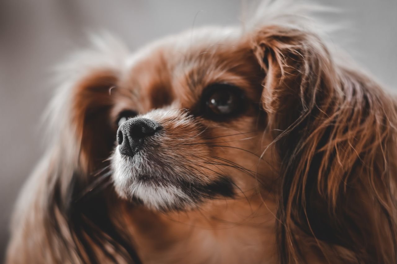 A close-up shot of a Cavalier King Charles Spaniel with a fluffy coat and expressive eyes.