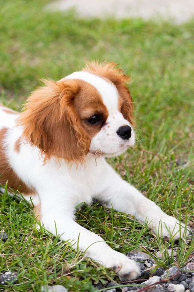 Cute Cavalier King Charles Spaniel puppy lying on the grass, showcasing its playful nature.