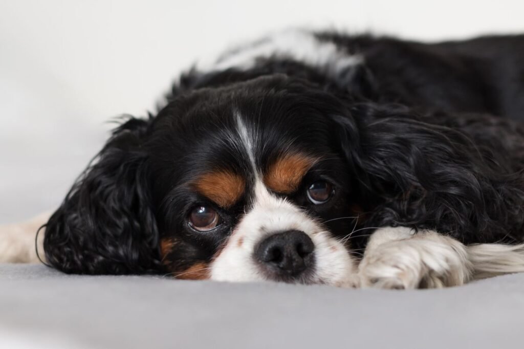 Adorable funny Cavalier King Charles Spaniel with fluffy black and white fur resting on comfy bed and looking away with interest
